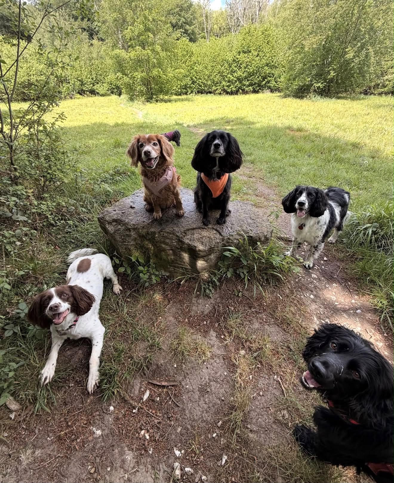 Dogs posing together on a countryside walk
