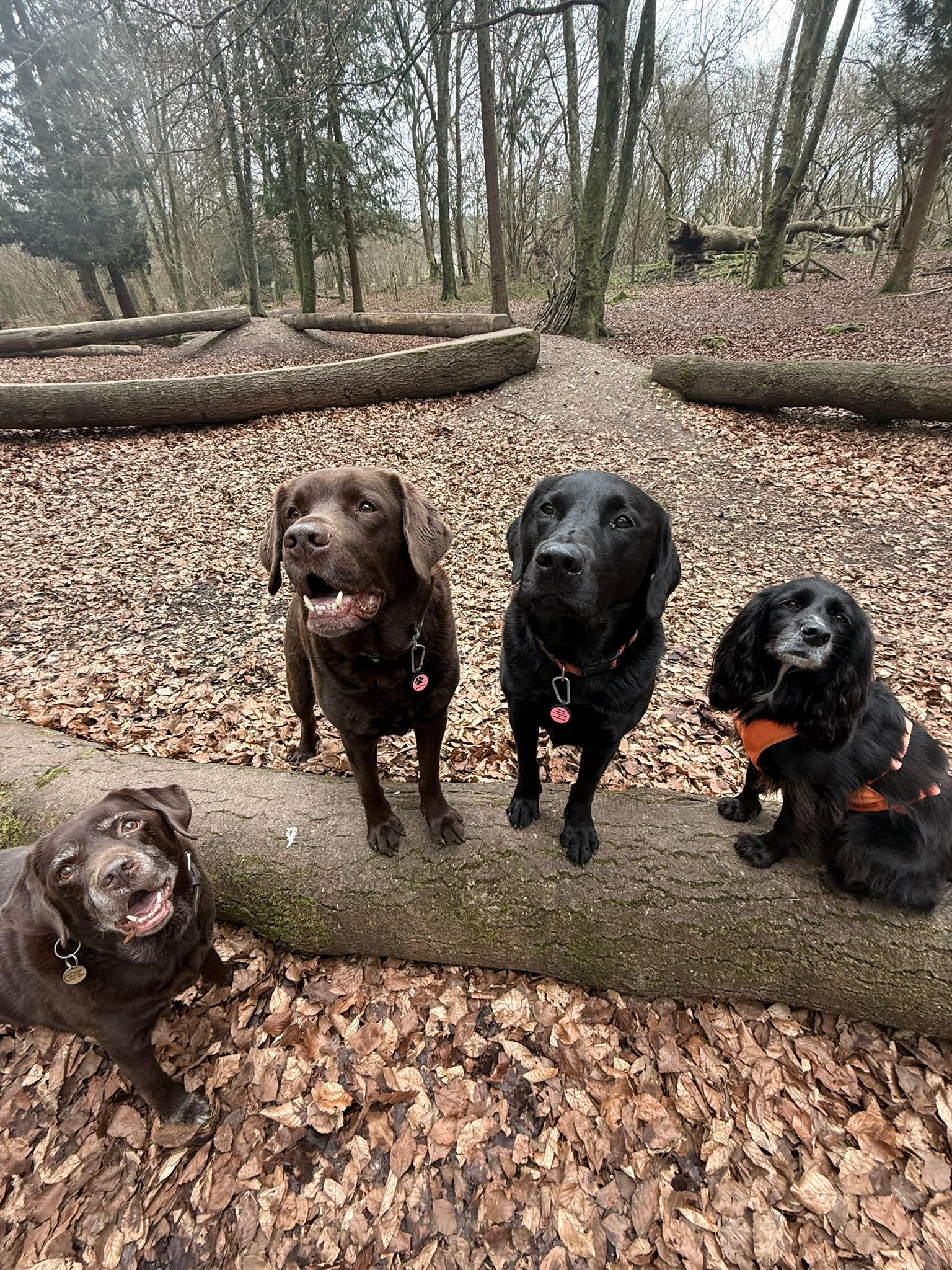 Dogs together in woodland