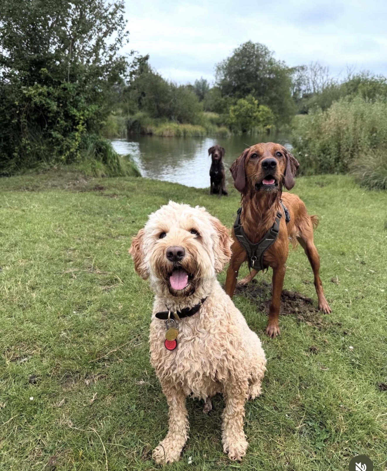 A group of dogs enjoying a Pro Paw walk