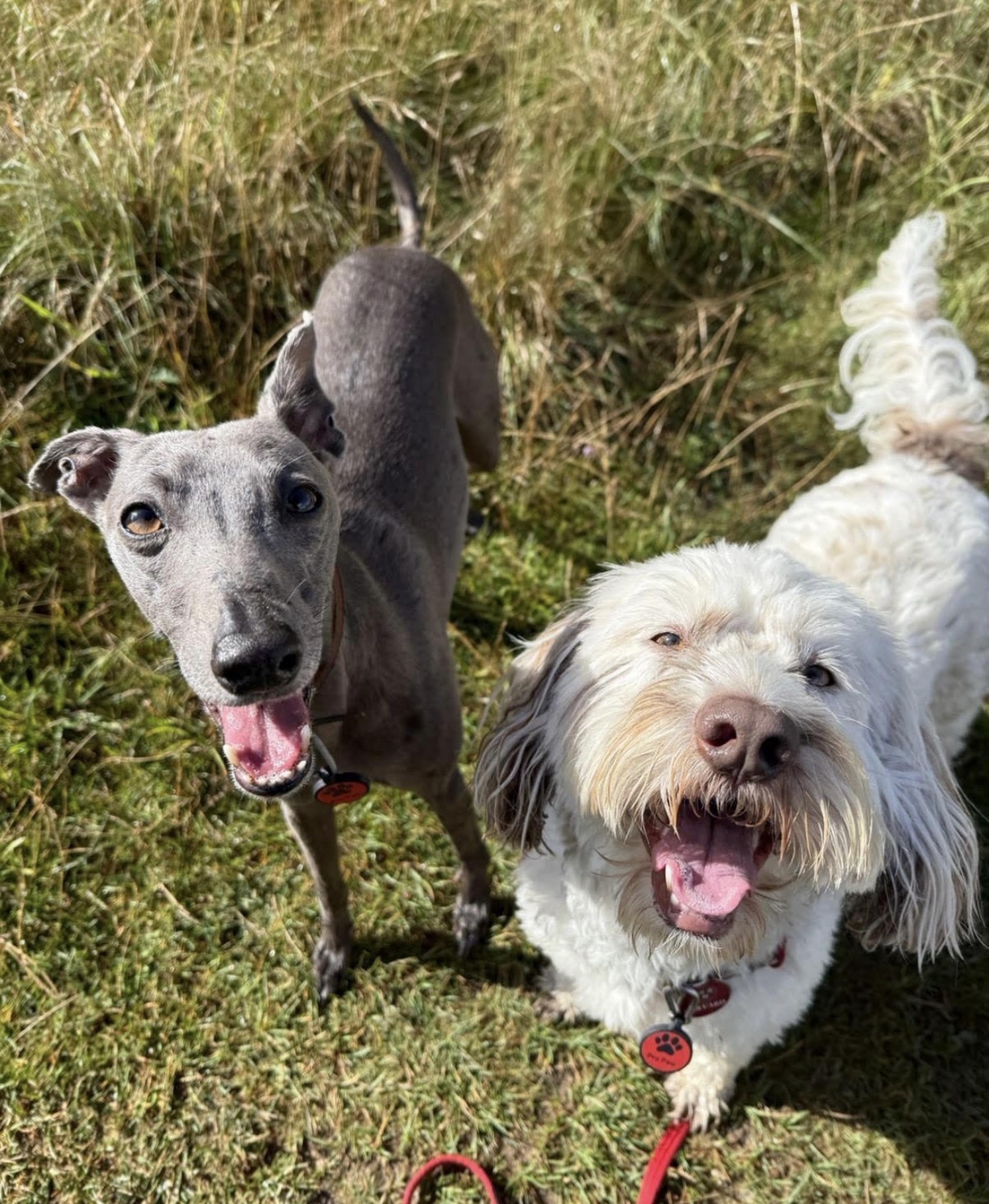 Dogs enjoying a group walk