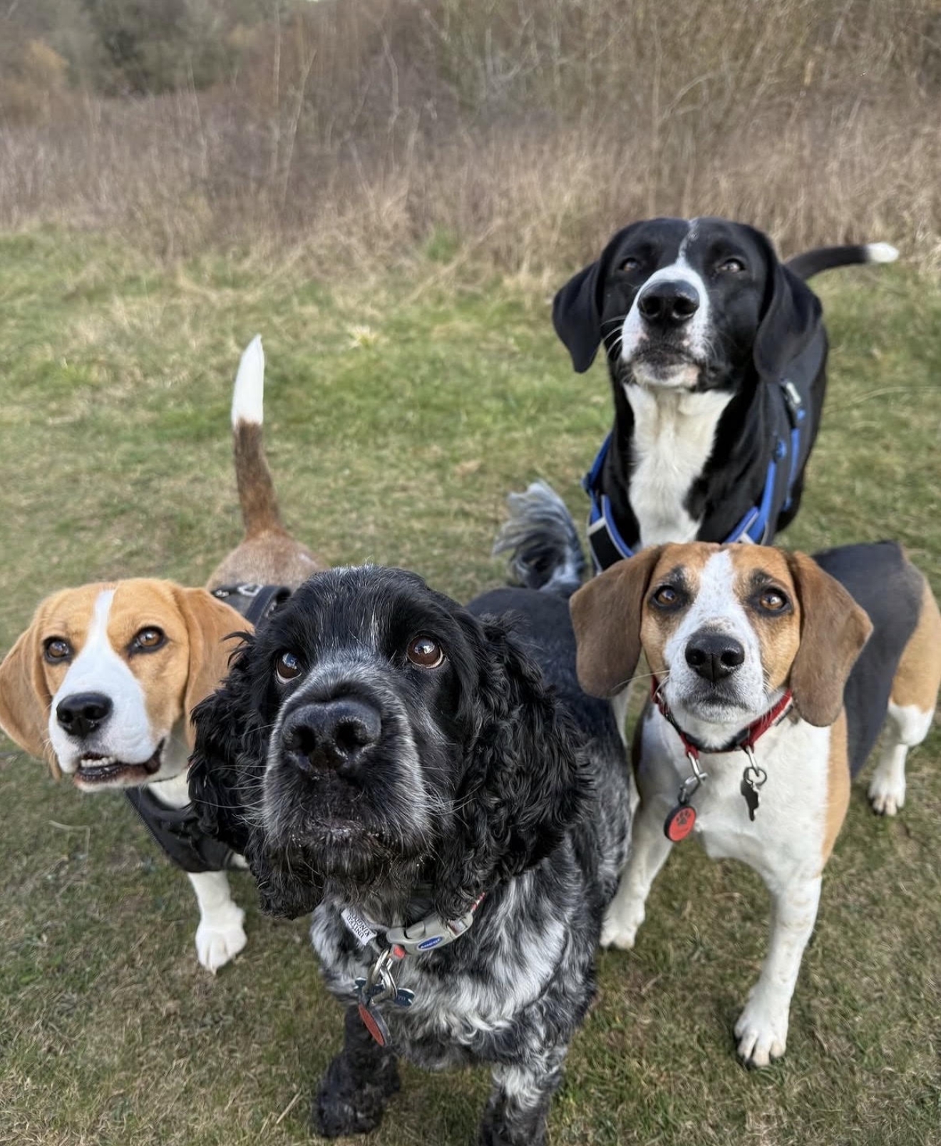 Dogs outdoors