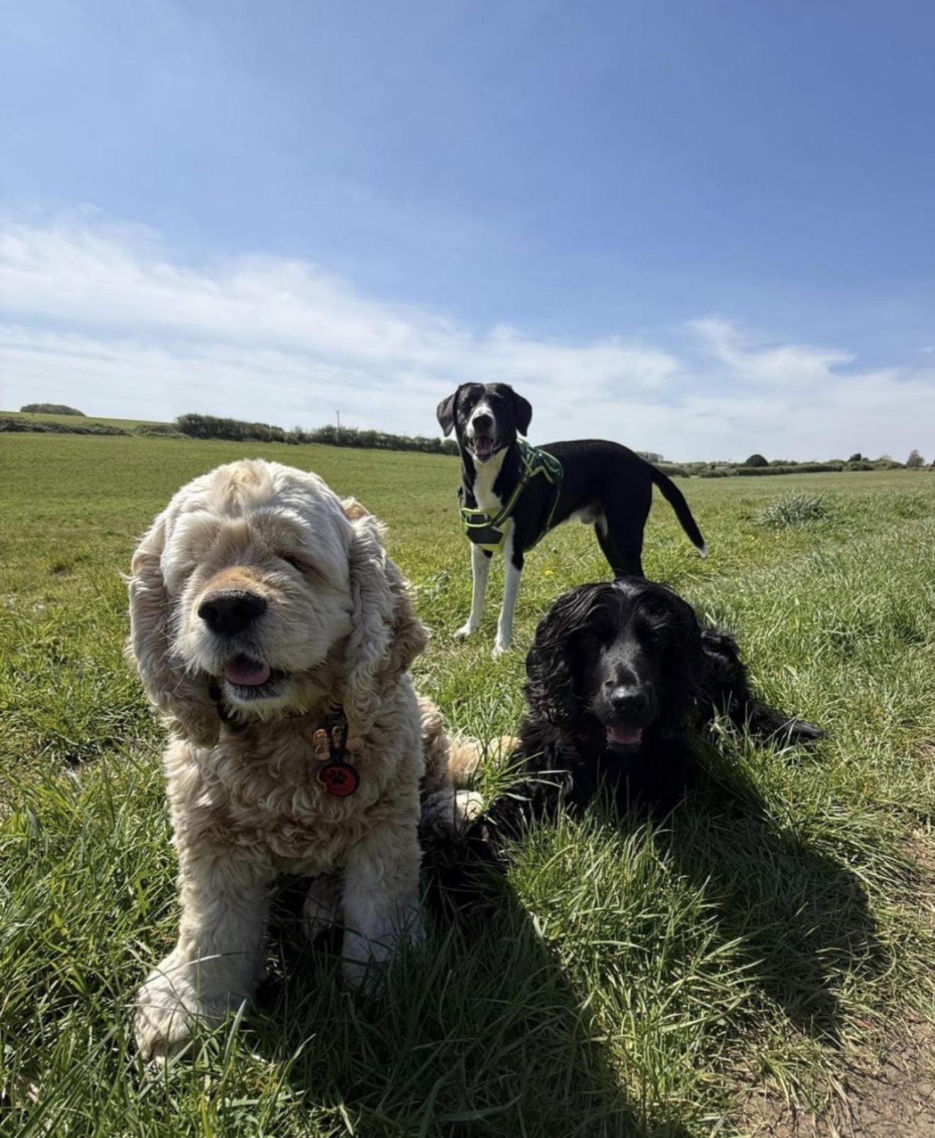 Dogs running on a countryside path
