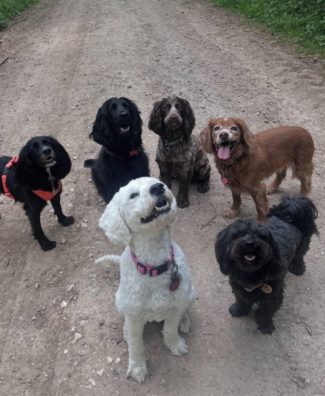 Dogs together on a countryside walk